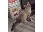 Denali22, Siamese For Adoption In Milwaukee, Wisconsin