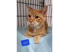 Jeff, Domestic Shorthair For Adoption In Jessup, Maryland