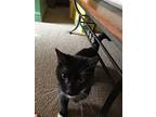 Flick Cl, Domestic Shorthair For Adoption In Warrior, Alabama
