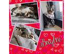 Baylee, Domestic Shorthair For Adoption In Woodmere, New York
