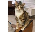 Lilly, Domestic Shorthair For Adoption In Miami, Florida