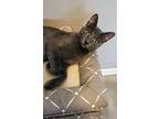 Francesca, Russian Blue For Adoption In New Port Richey, Florida