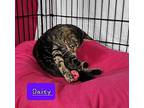 Daisy, Domestic Shorthair For Adoption In Jessup, Maryland