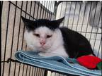 Thomas, Domestic Shorthair For Adoption In Etobicoke, Ontario