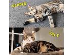 Salt And Pepper, Domestic Shorthair For Adoption In Woodmere, New York