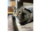 Momma Mia - Lj/le, Domestic Shorthair For Adoption In Burlington, Washington