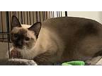 Alpine22, Domestic Shorthair For Adoption In Milwaukee, Wisconsin