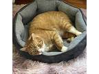 Garfield, Domestic Shorthair For Adoption In Lincoln Park, New Jersey