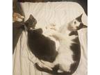 Puma (& Nike), Domestic Shorthair For Adoption In Baltimore, Maryland