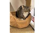 Faith, Domestic Shorthair For Adoption In Holland, Michigan