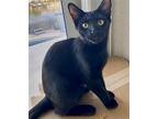 Monet, American Shorthair For Adoption In Oakland Park, Florida