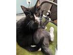 Leo And Luna, Domestic Shorthair For Adoption In Woodmere, New York