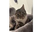 Charlie, Tabby For Adoption In Woodmere, New York