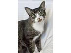 Pepper, Domestic Shorthair For Adoption In Jessup, Maryland
