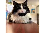 Grandpa T, Domestic Longhair For Adoption In Kalamazoo, Michigan