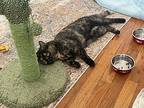 Bella, Domestic Shorthair For Adoption In Lincoln Park, New Jersey