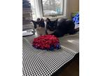 Chance And Cactus Jackie, Domestic Shorthair For Adoption In Woodmere, New York