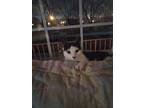 Angie, Domestic Shorthair For Adoption In Woodmere, New York