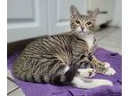 George, Domestic Shorthair For Adoption In New Port Richey, Florida