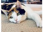 Lucy, Domestic Shorthair For Adoption In Jessup, Maryland