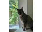 Sammie, Domestic Shorthair For Adoption In Jessup, Maryland