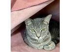 Tigerbell, Domestic Shorthair For Adoption In Oakland Park, Florida