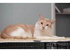 Lawrence (ask To Meet Me!), Domestic Shorthair For Adoption In Kalamazoo