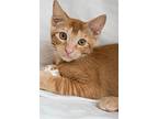 Mick Jagger, Domestic Shorthair For Adoption In Jessup, Maryland