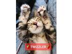 twizzler:::, Domestic Shorthair For Adoption In Orange, California