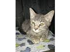Versace Cl, Domestic Shorthair For Adoption In Warrior, Alabama