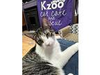 Longtail, Domestic Shorthair For Adoption In Kalamazoo, Michigan