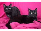 Jet & Edie, Domestic Shorthair For Adoption In Jessup, Maryland