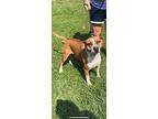 Bolt, Terrier (unknown Type, Medium) For Adoption In Metamora, Indiana