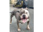 Coco, American Pit Bull Terrier For Adoption In Pomona, New York