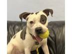 Baloney, American Pit Bull Terrier For Adoption In Madison, New Jersey