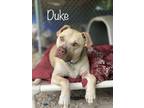 Duke, Terrier (unknown Type, Small) For Adoption In Pomona, New York