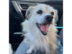 Finley, Terrier (unknown Type, Small) For Adoption In Rancho Palos Verdes
