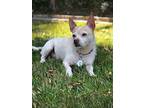 Jack Sparrow, Terrier (unknown Type, Small) For Adoption In Rancho Palos Verdes