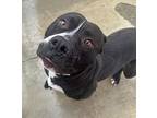 Bubba, American Staffordshire Terrier For Adoption In Tulare, California