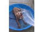 Farah, American Staffordshire Terrier For Adoption In Tulare, California