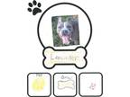 Lancaster, American Pit Bull Terrier For Adoption In Madison, New Jersey