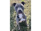 Tux, American Staffordshire Terrier For Adoption In Tulare, California