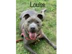 Louise, American Pit Bull Terrier For Adoption In Pomona, New York