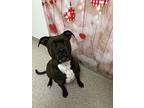 Prada, American Staffordshire Terrier For Adoption In Tulare, California