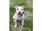 Snow, American Pit Bull Terrier For Adoption In Pomona, New York