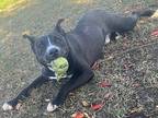 Ego, American Staffordshire Terrier For Adoption In Tulare, California
