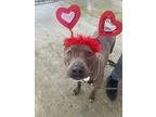 Liberty, American Staffordshire Terrier For Adoption In Tulare, California