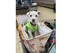 Snowflake, Labrador Retriever For Adoption In Tolland, Connecticut