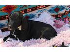 Lulu, Labrador Retriever For Adoption In Bandera, Texas