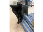 Kona, Domestic Shorthair For Adoption In Bathurst, New Brunswick